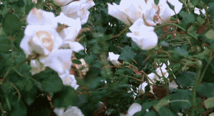 LindsayLohan.us 5250c2df529eeecbef502cd78d437a5c Lindsay Lohan | Gifs Lindsay Lohan Pictures and videos